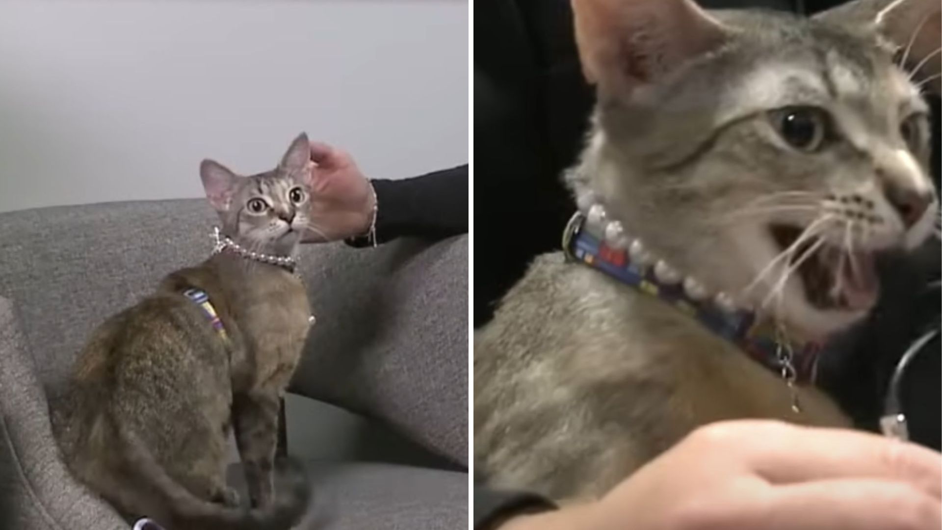 woman tries to euthanize her adopted cat