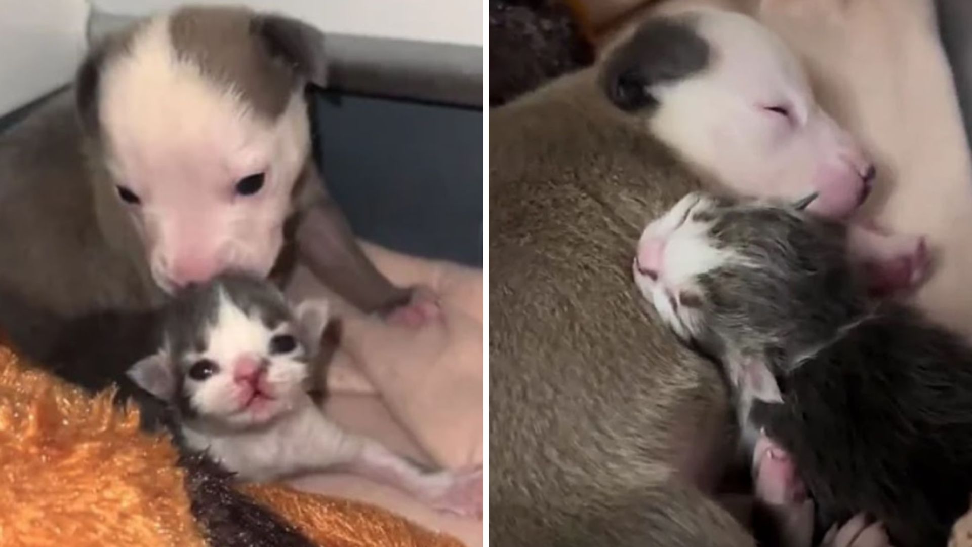 orphaned kitten