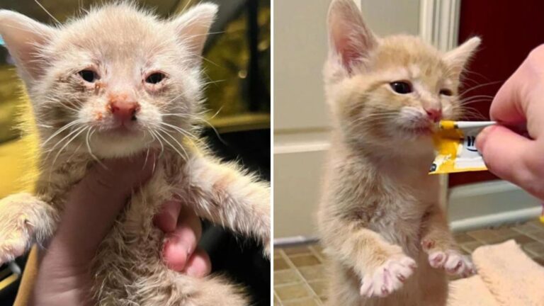 kitten hasn't missed meal