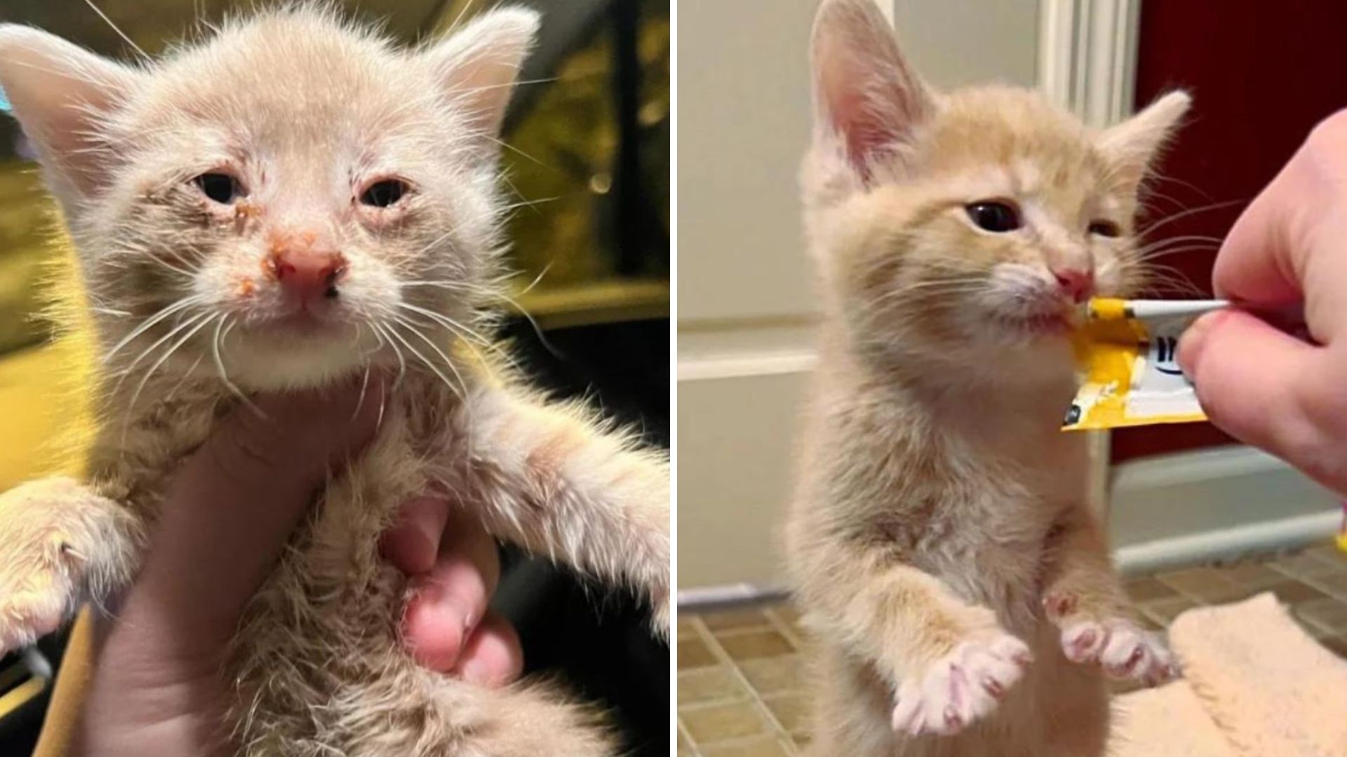 kitten hasn't missed meal
