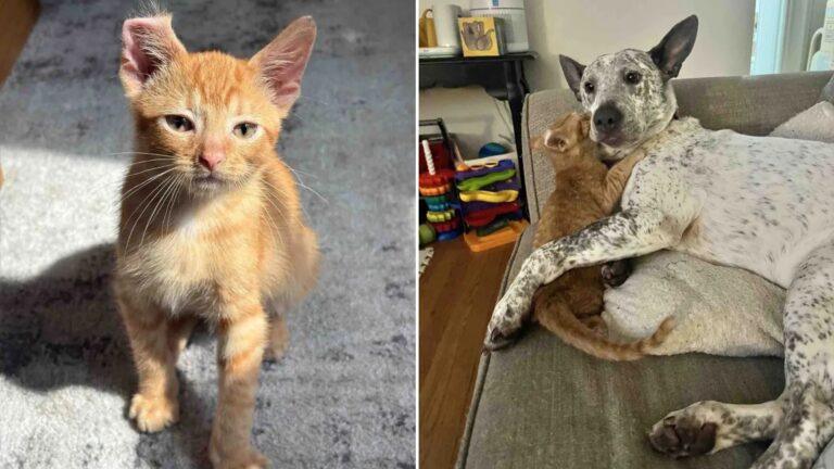 flip kitten fith curled ear