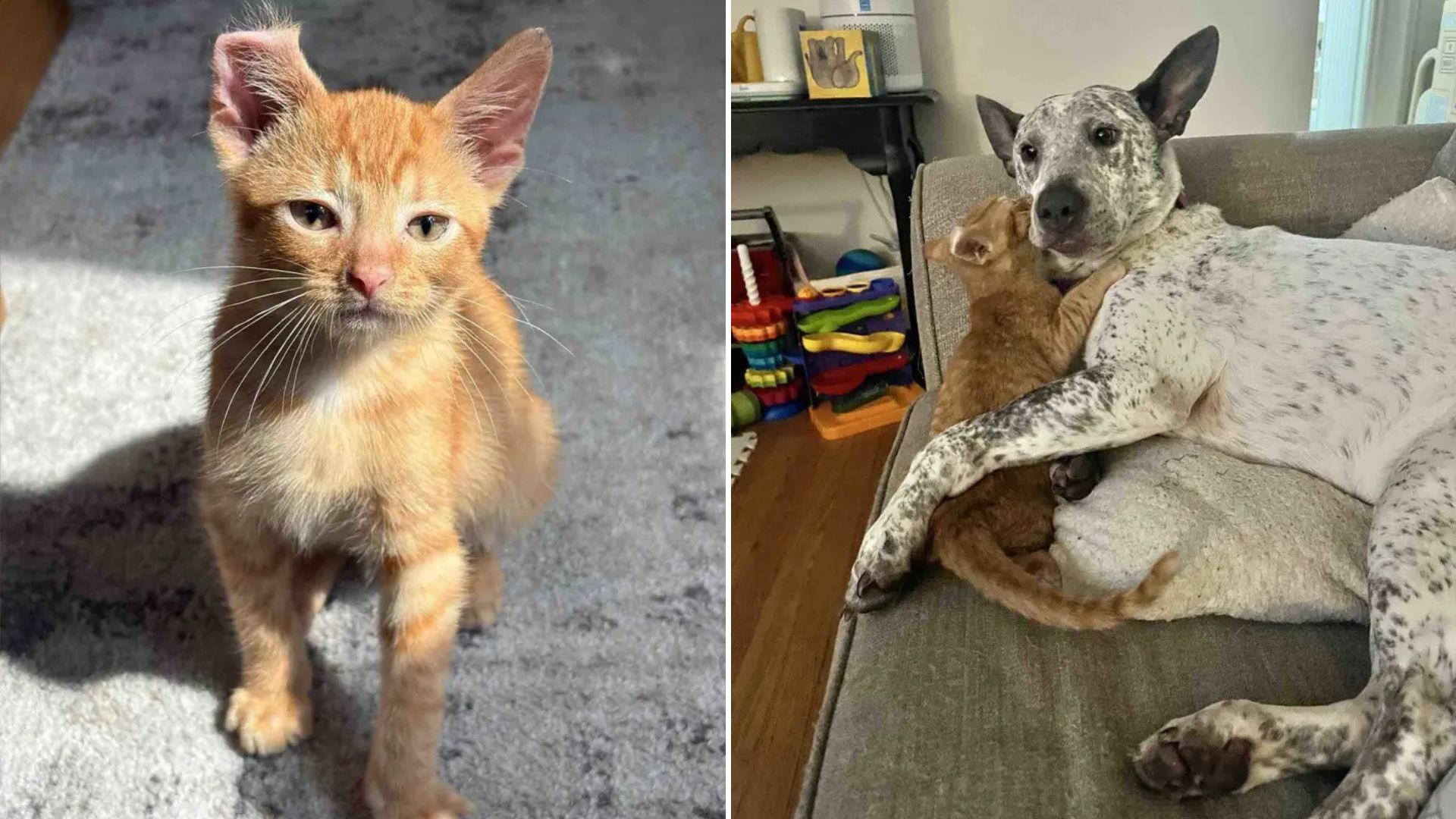 flip kitten fith curled ear