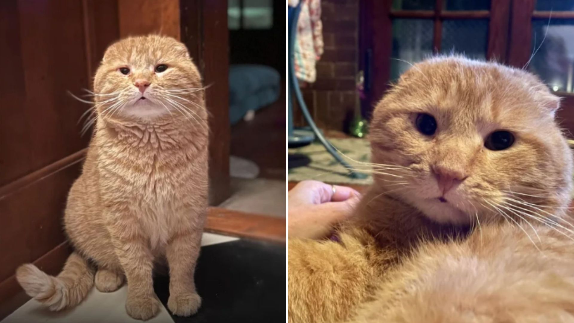 stray cat