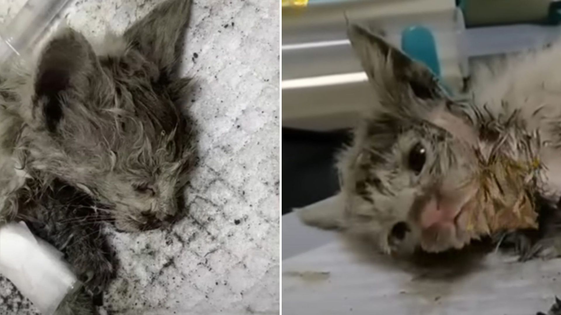 Minnesota Locals Rush To Help A Tiny Kitten Covered In Mud Living His Final Moments
