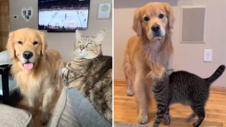 dogs reaction to cat getting too close