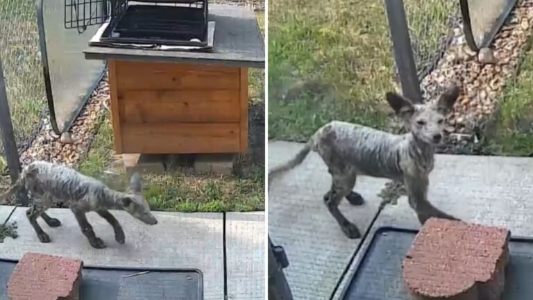 minnesota resident rescues wild animal