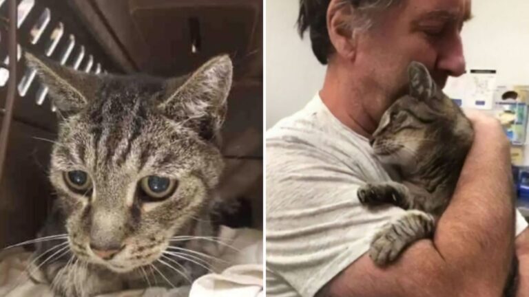 cat back in his owners arms after seven years