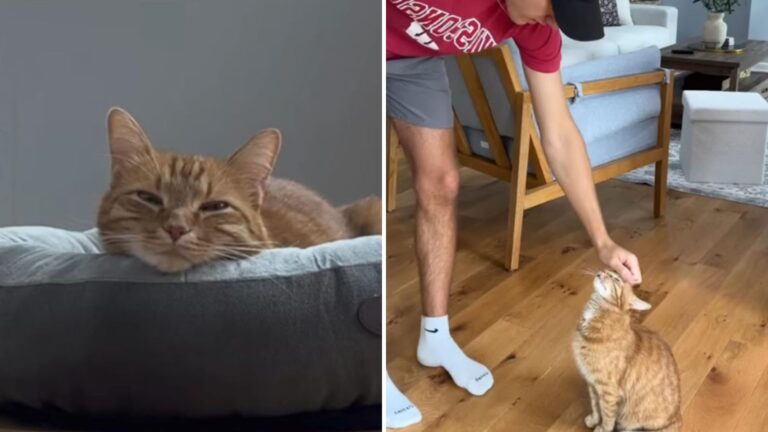 cat only likes to play with dad