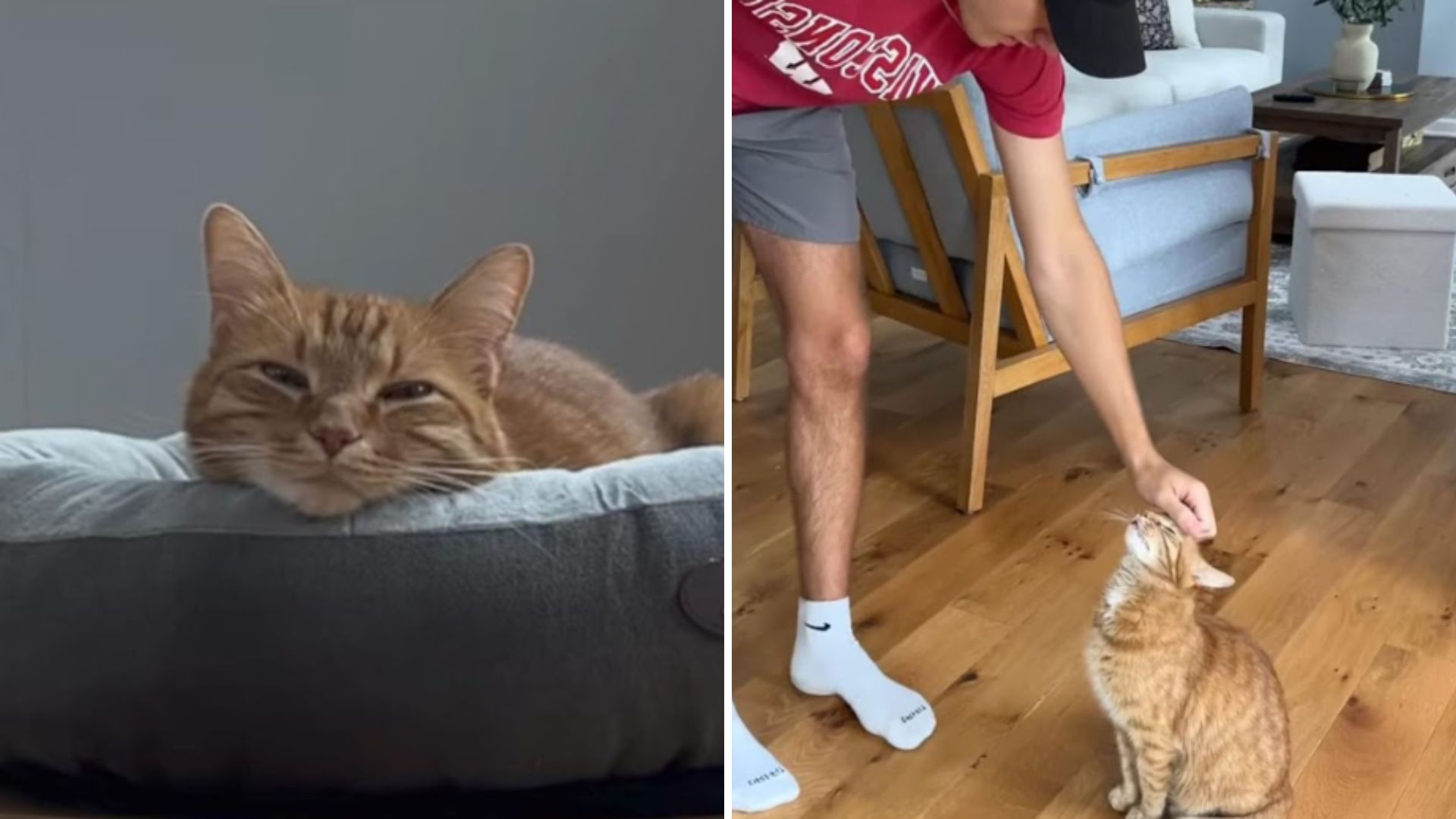 cat only likes to play with dad