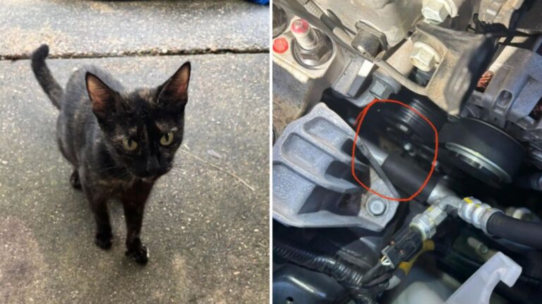 stray mama cat brings her litter to rescuer
