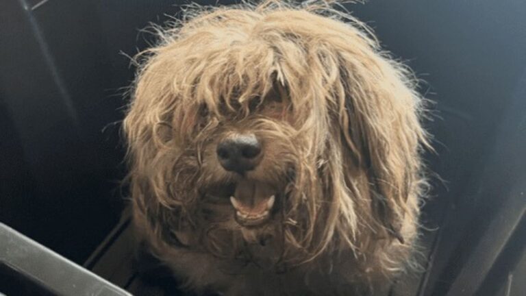 badly matted dog shocks rescuers