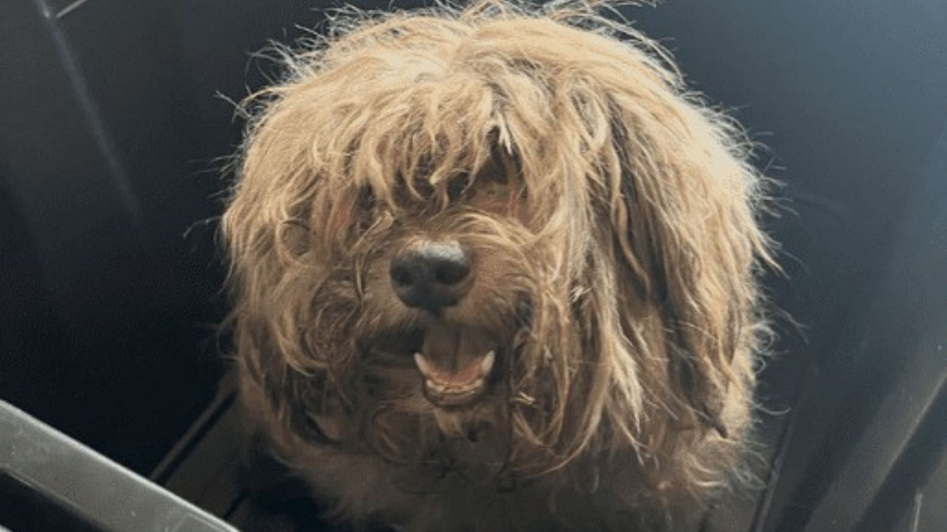 badly matted dog shocks rescuers