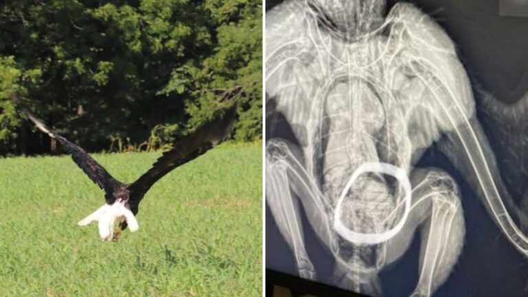 Missouri Rescuers Discover The Surprisingly Funny Reason A Bald Eagle Couldn’t Fly