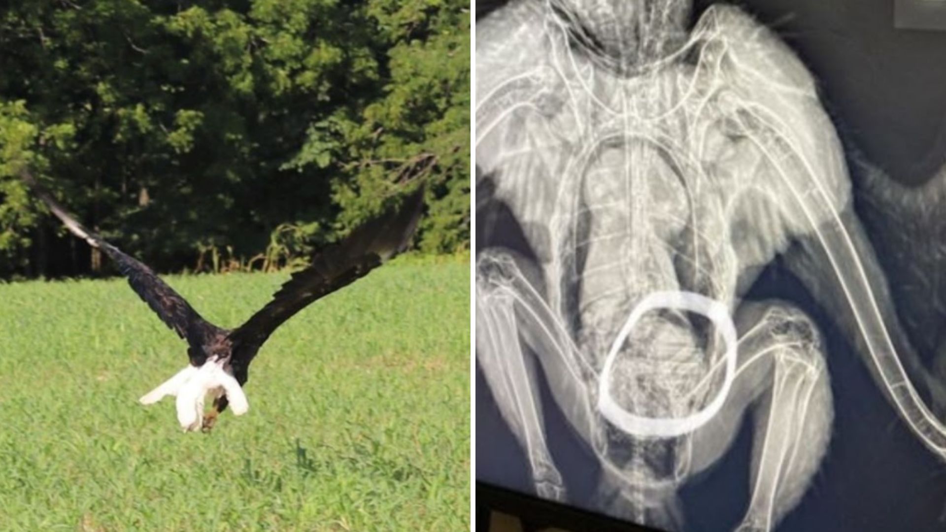 Missouri Rescuers Discover The Surprisingly Funny Reason A Bald Eagle Couldn’t Fly