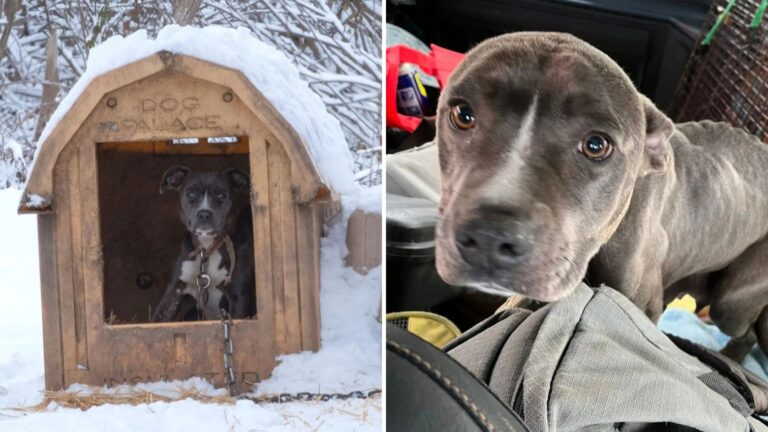 chained dog found with puppies in snow