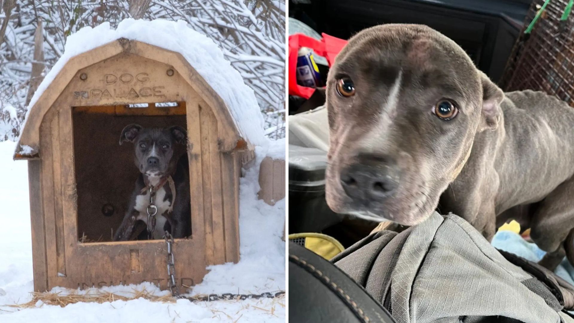 chained dog found with puppies in snow