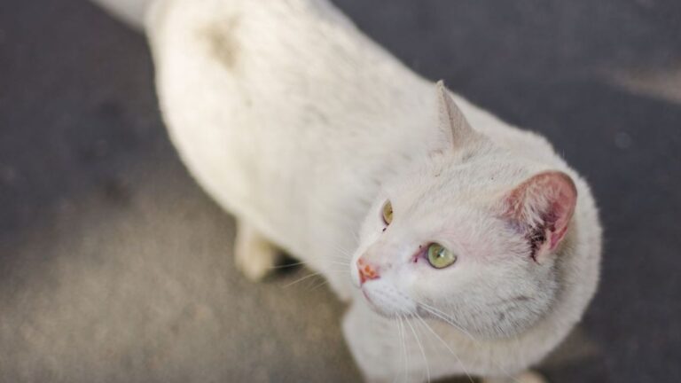 beautiful white cat