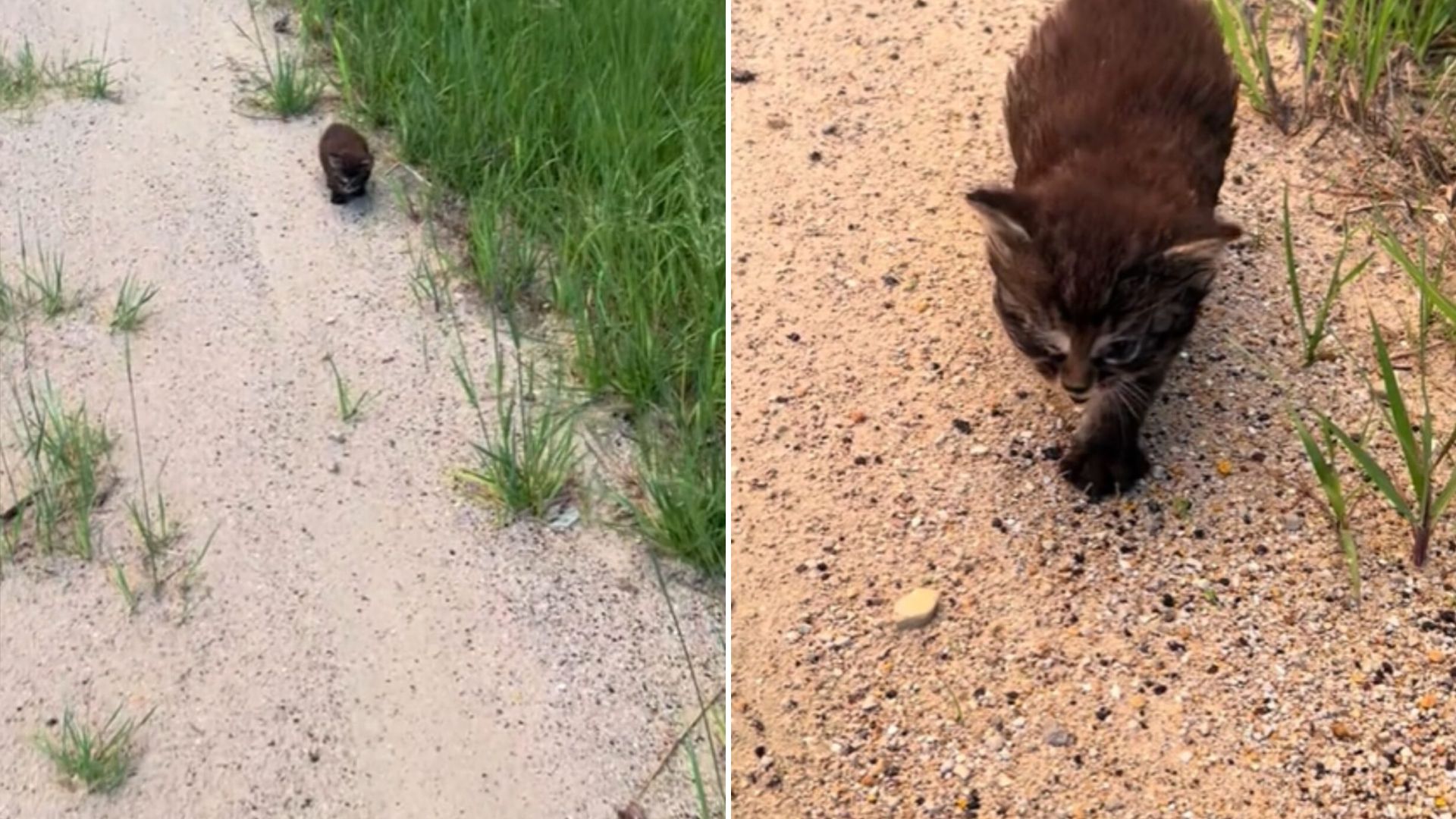road kitten