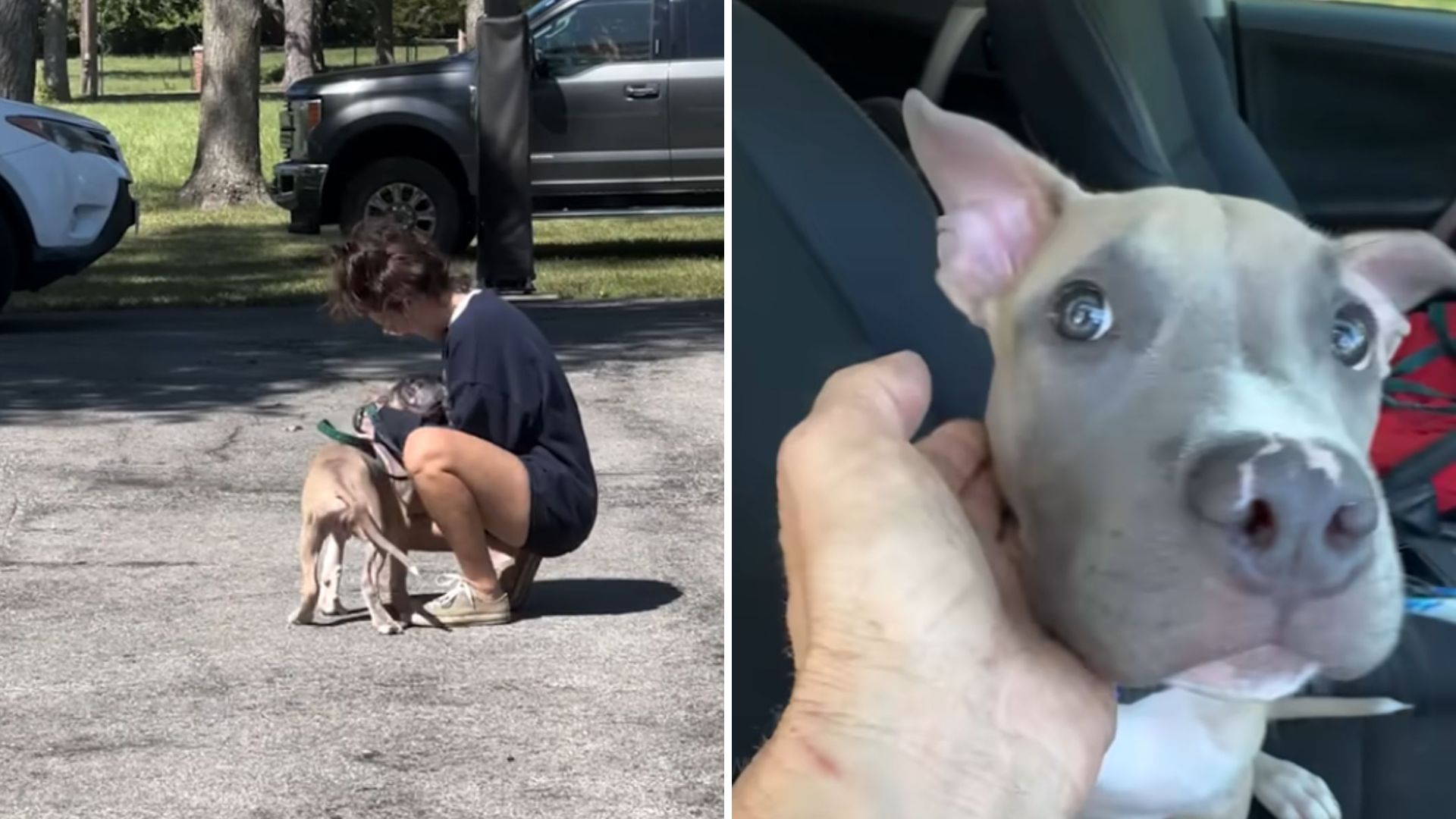 Missouri Woman Stumbles Upon A Dog Tied To A Crate Abandoned On A Busy Highway