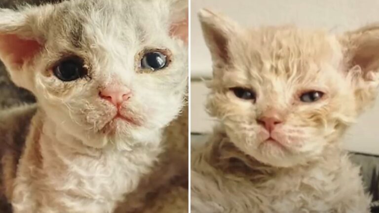 unusual montana kitten