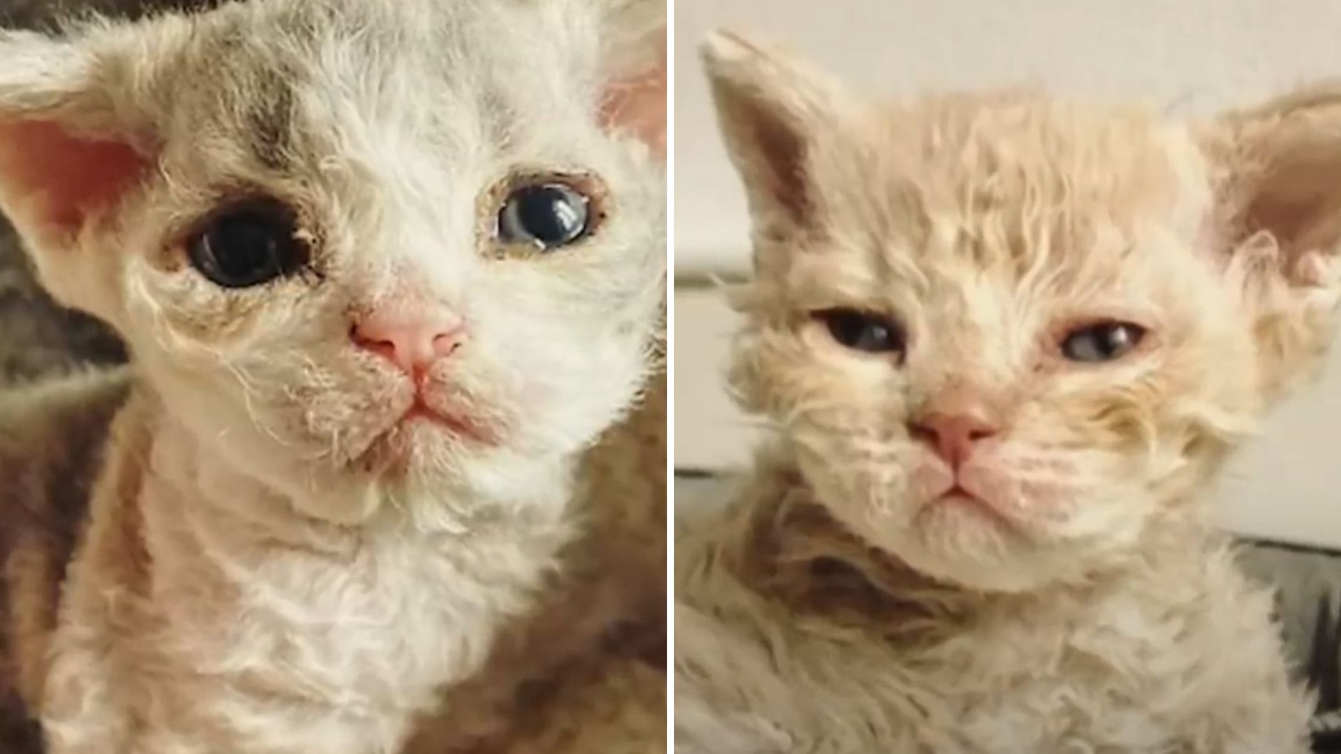 unusual montana kitten