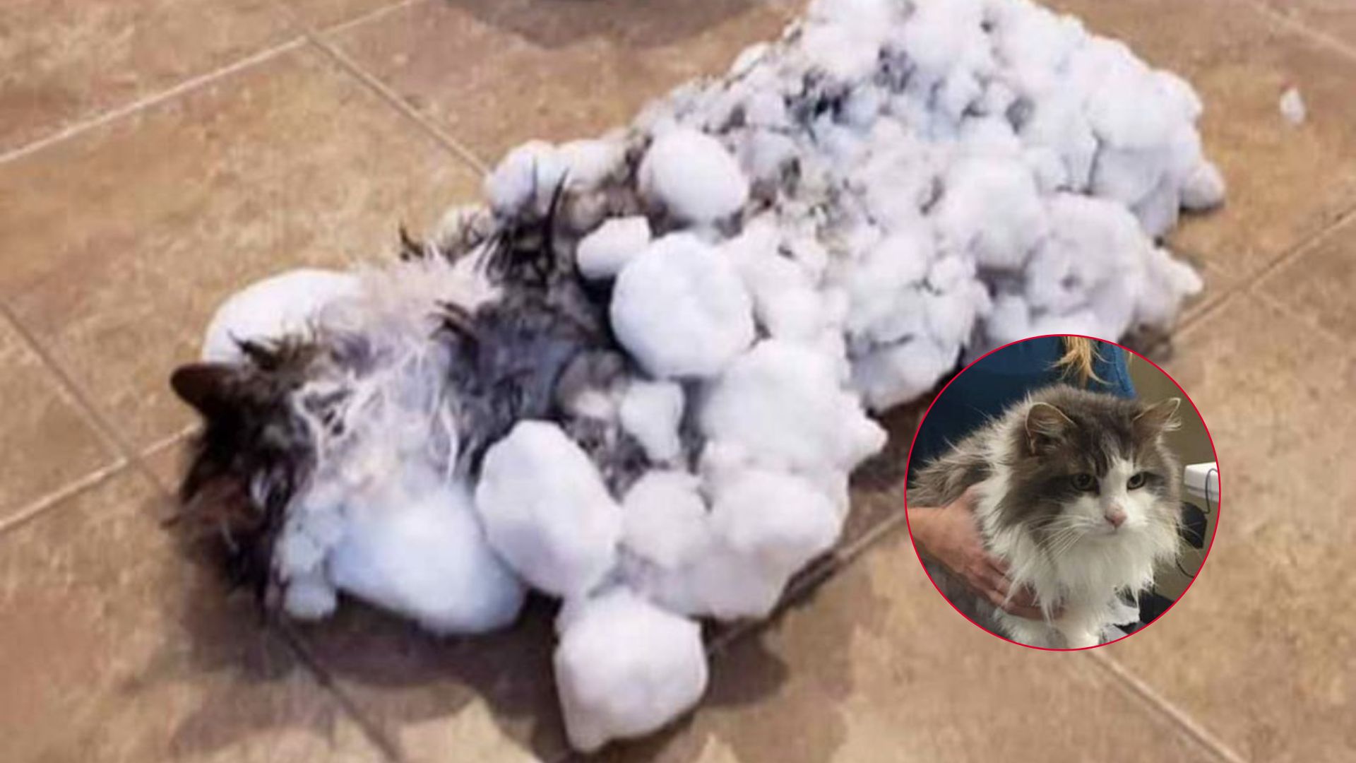 cat frozen and unresponsive