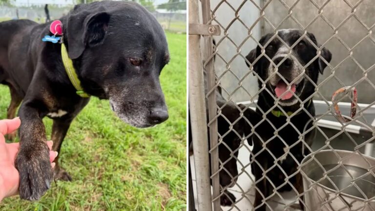 senior dog dumped in park