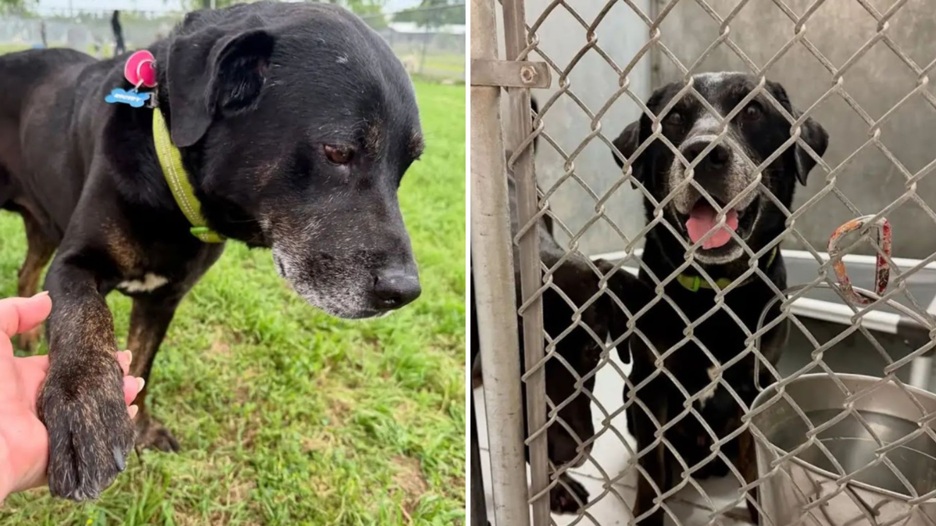 senior dog dumped in park
