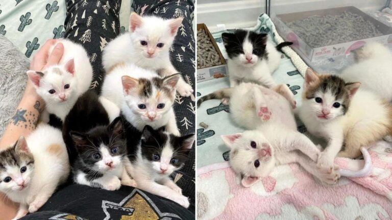 six kittens