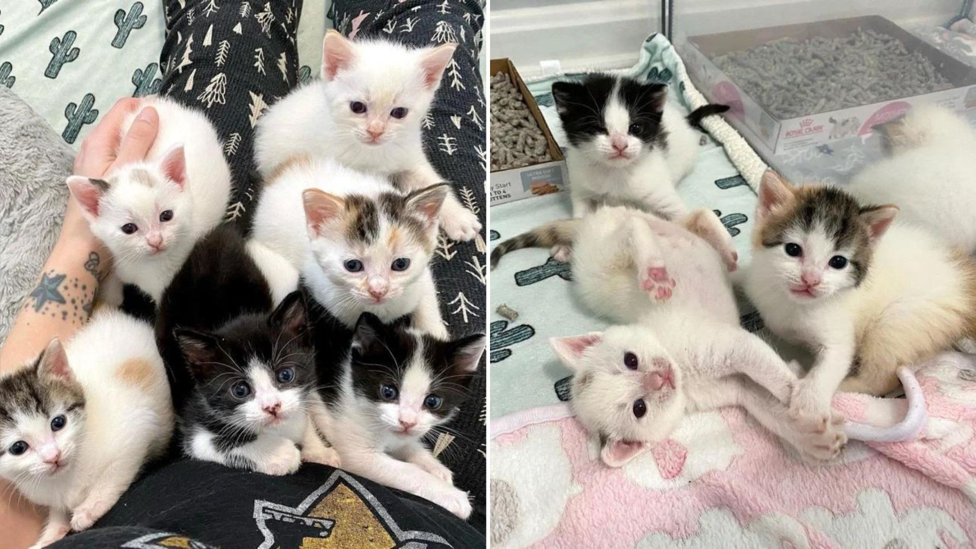 six kittens