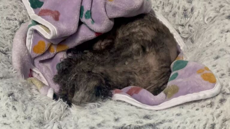 dog mistaken for wig found motionless on road