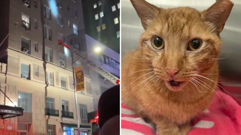 ginger cat