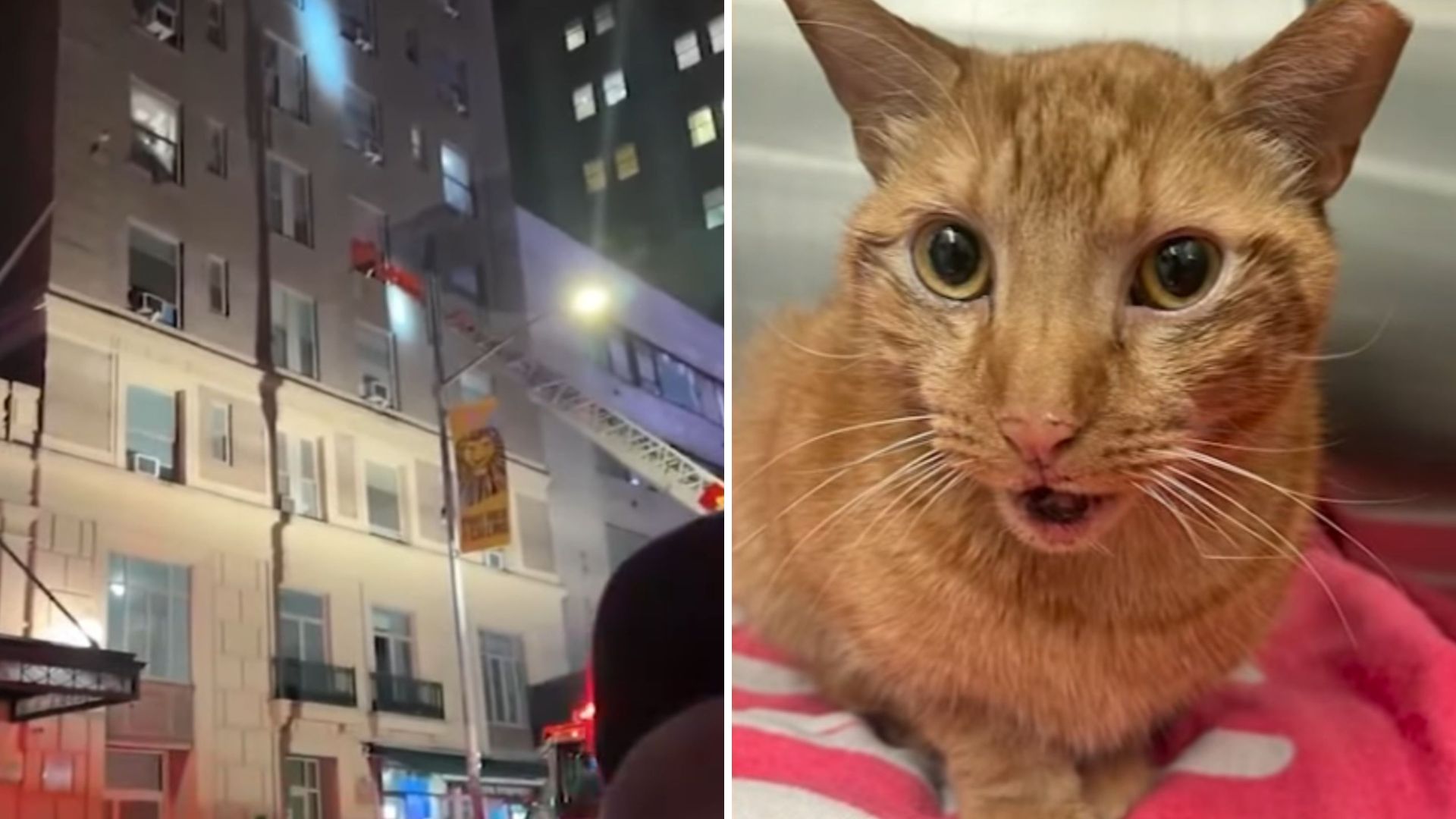 ginger cat