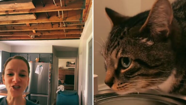 cat learns to turn on sink faucet