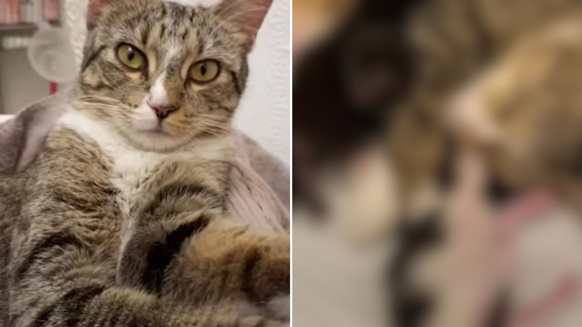 foster cat expecting kittens