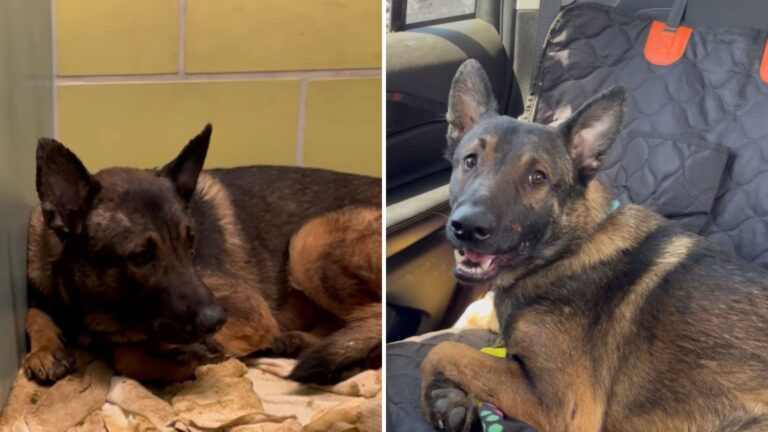 NY Rescue Dog Too Scared To Move Finds Courage When He Spots A Familiar Face