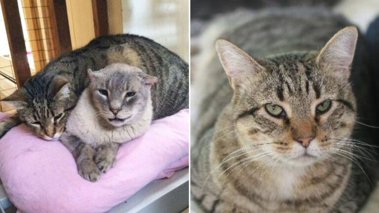 shelter cat