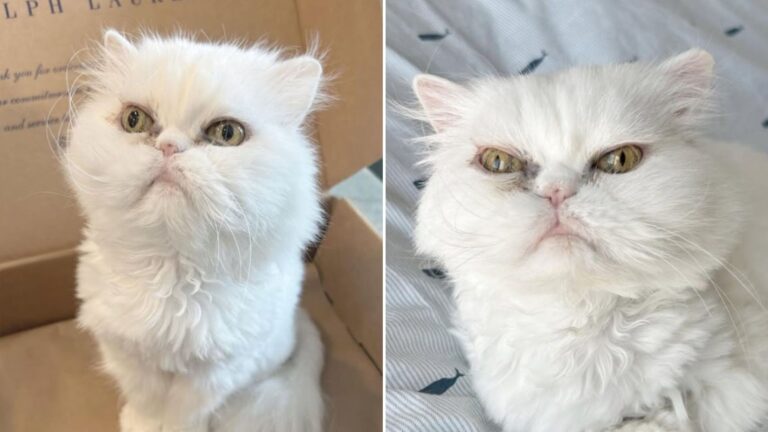 senior white cat