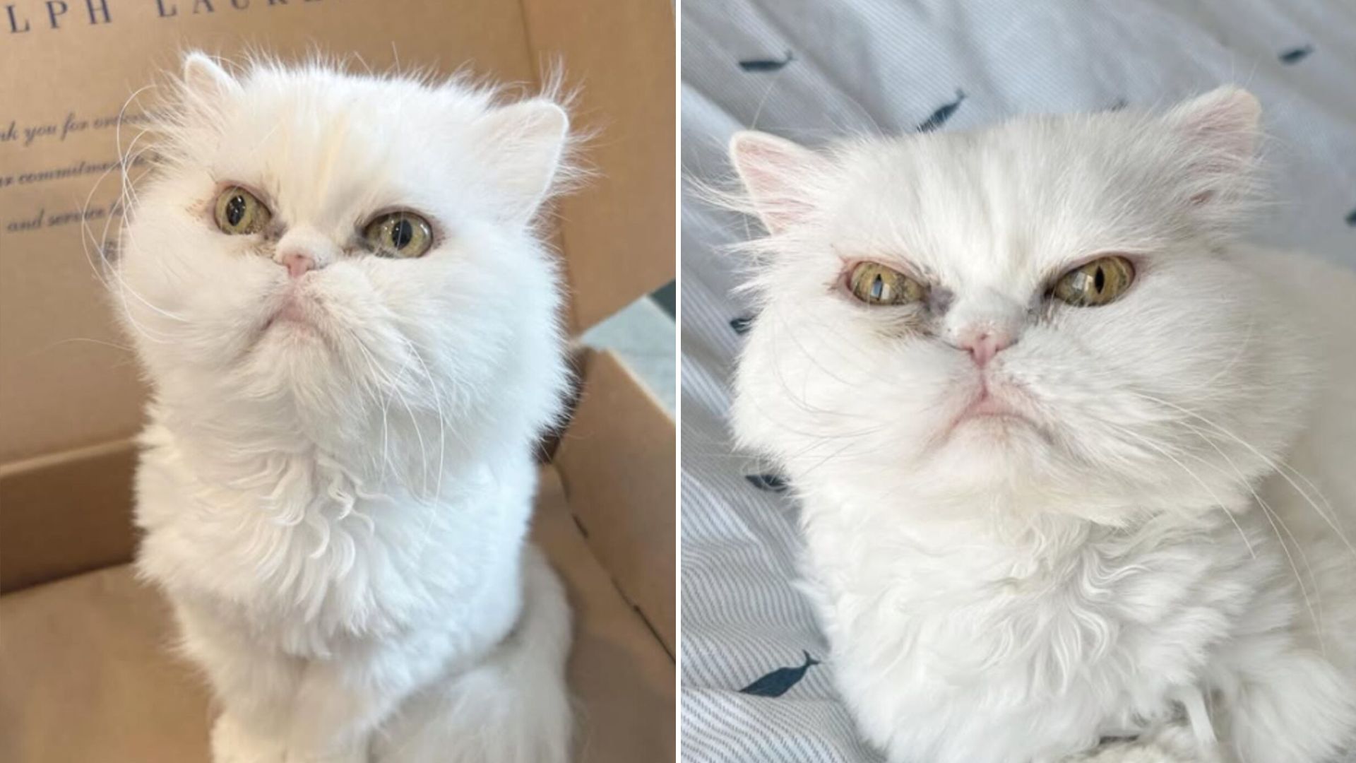 senior white cat