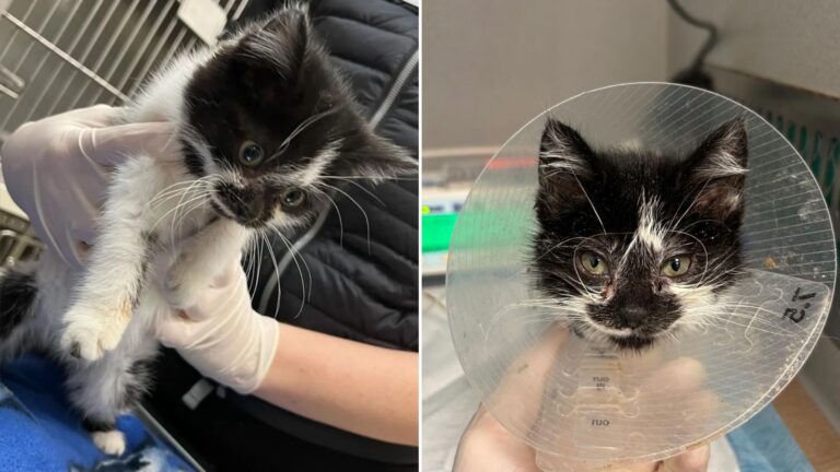 kitten sits under a car