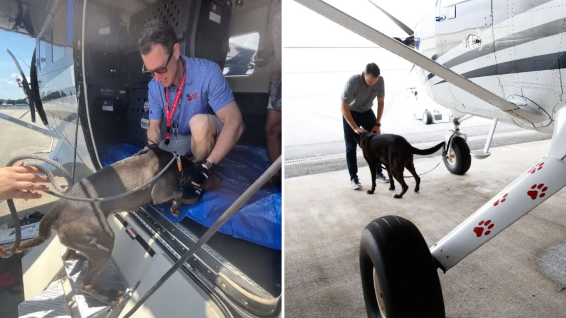 pilot and dog