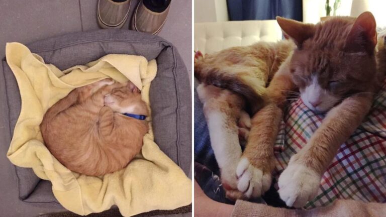 cat nursed back to life