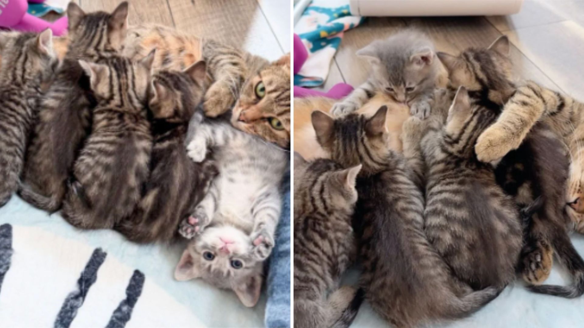 tiny kitten steals the spotlight