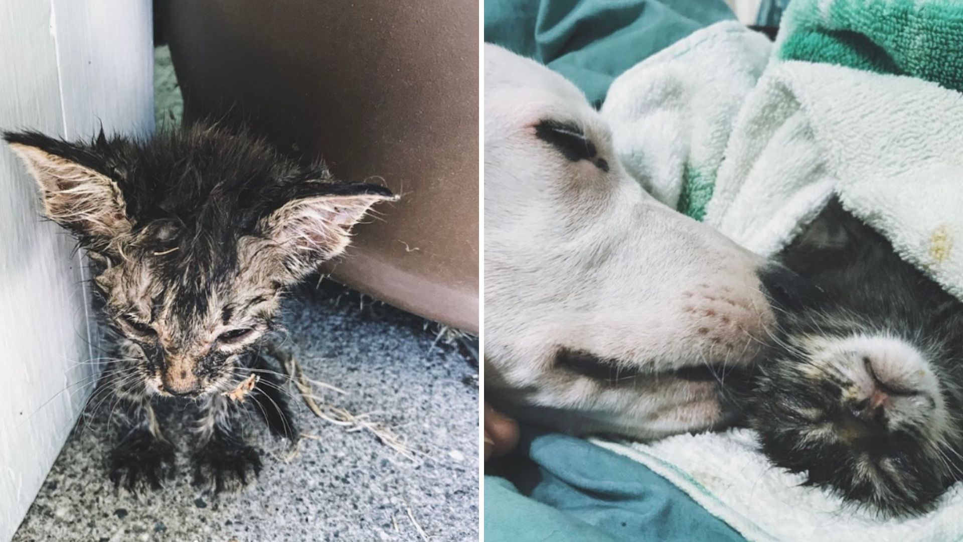 kitten in bad condition