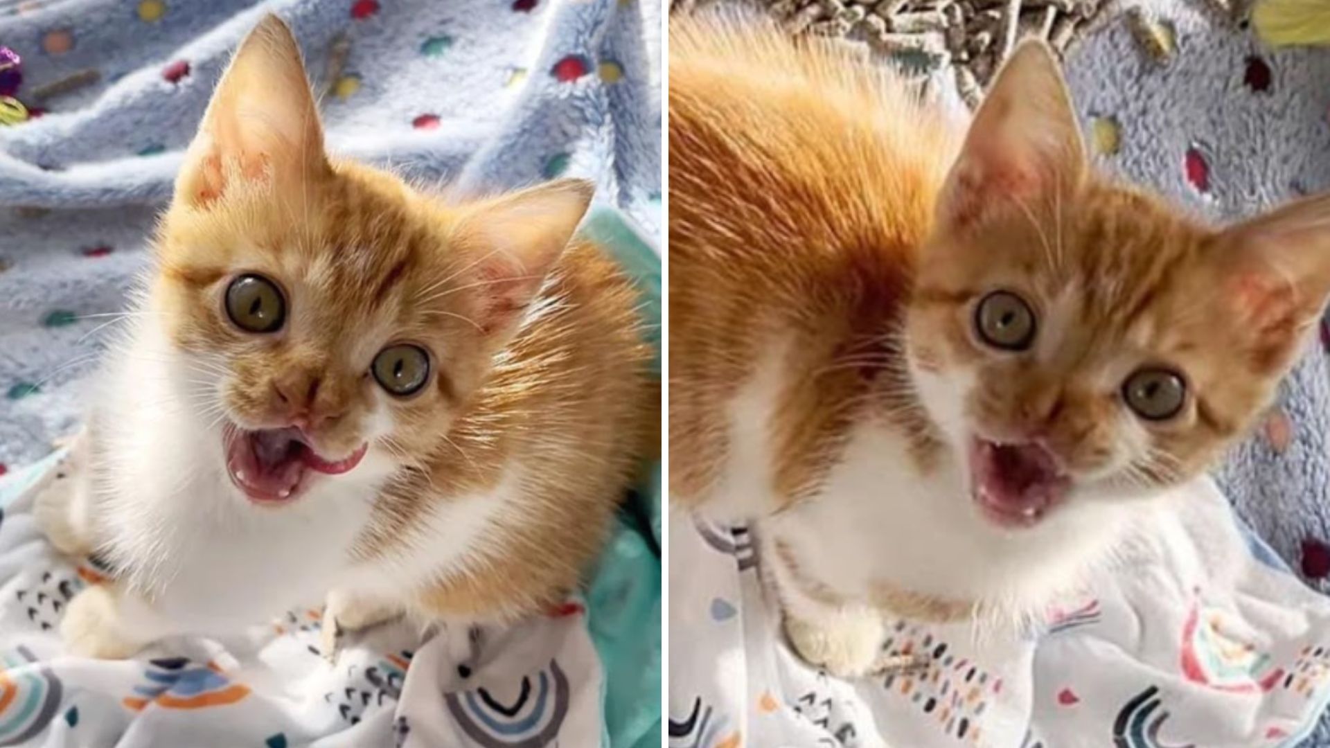 kitten with bifid nose