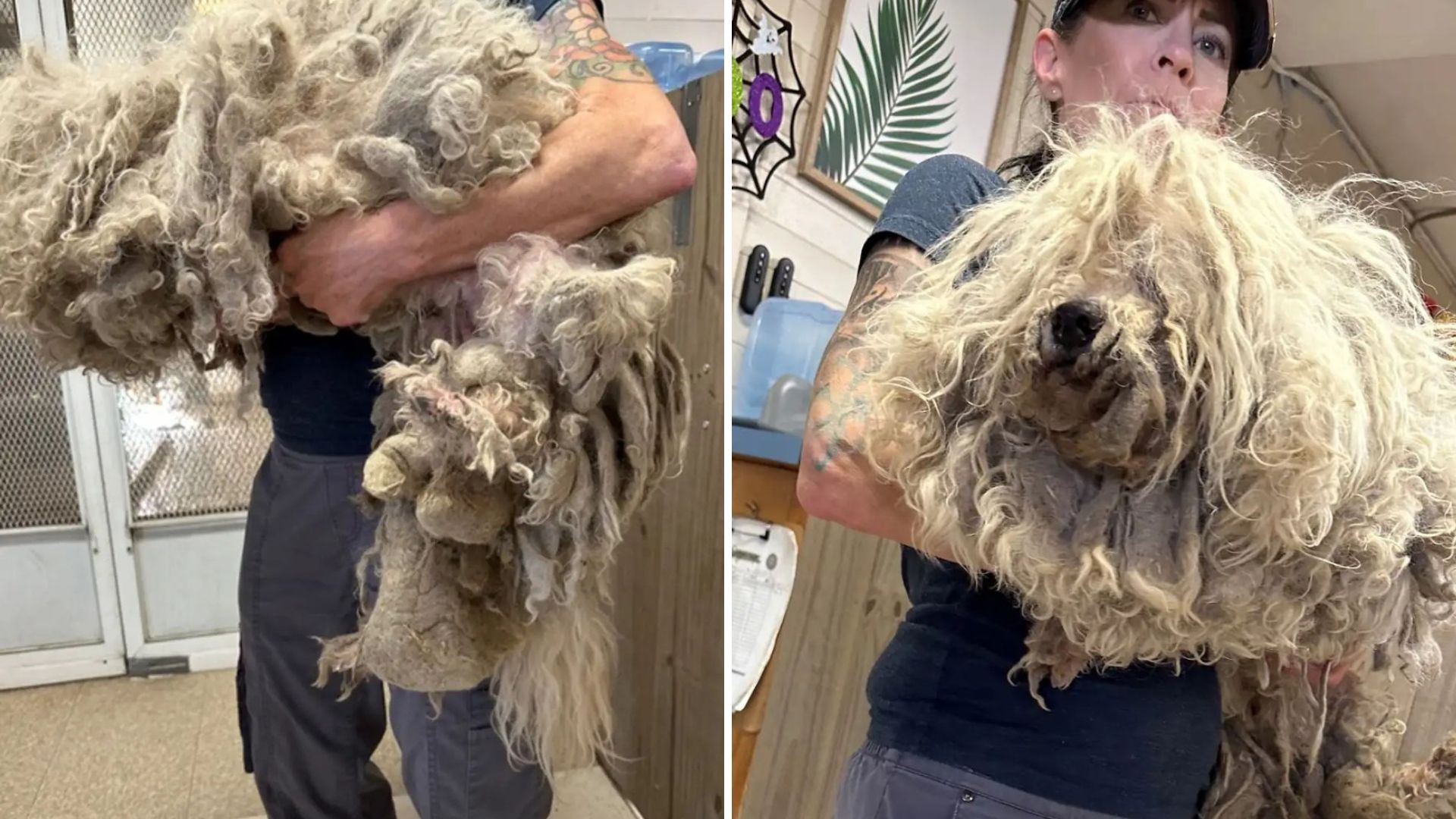 rescuers save badly matted pup
