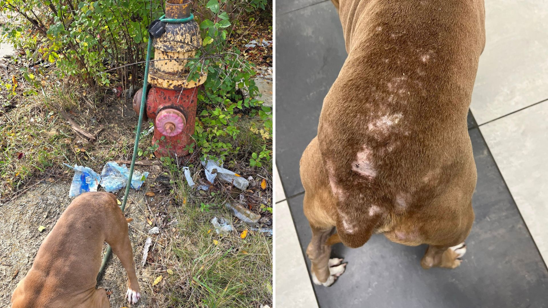 dog tied to a fire hydrant