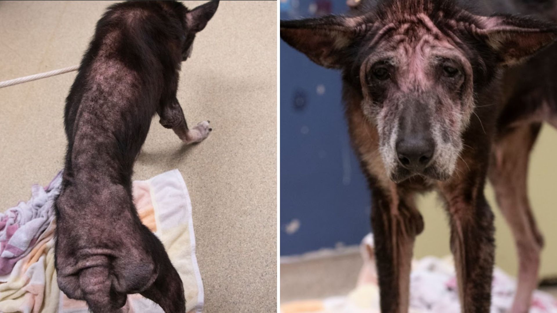 Neglected Senior Dog In Missouri Breaks Hearts After His Rescue