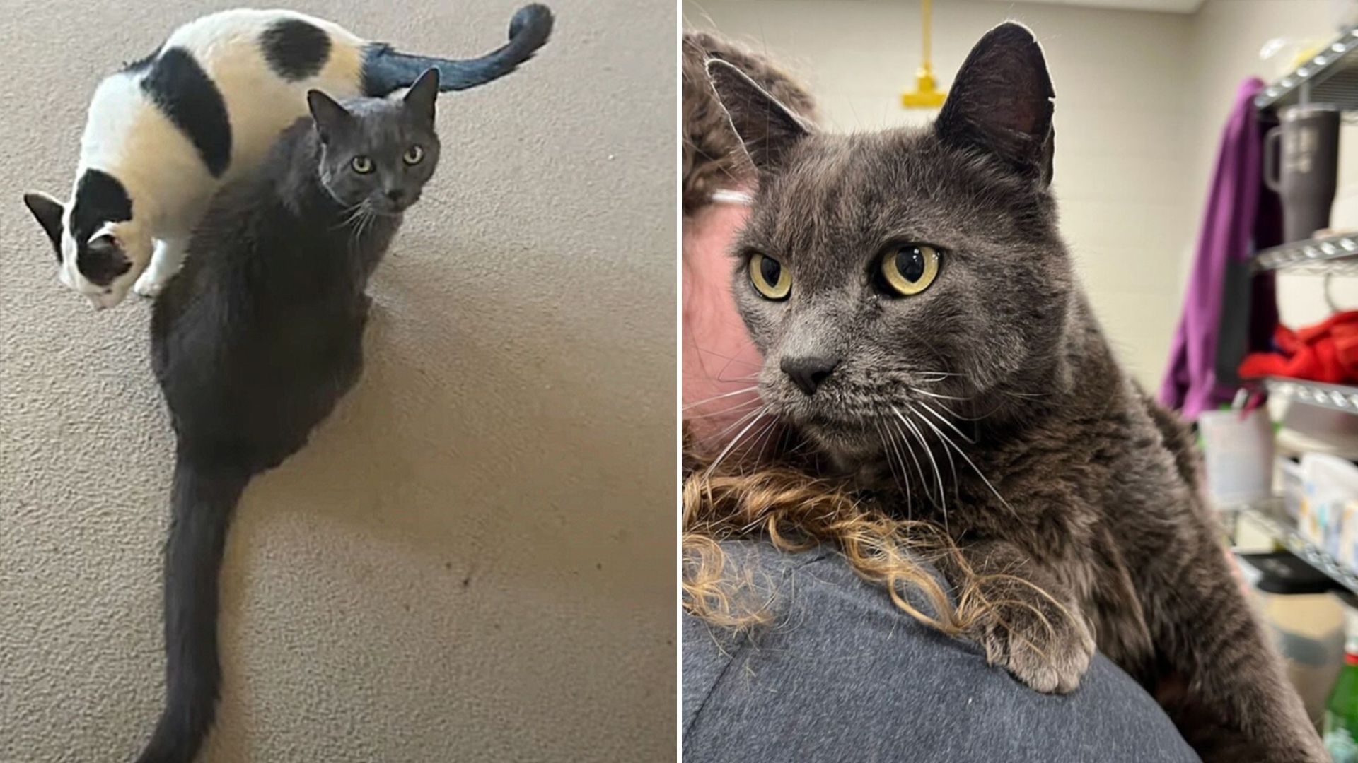 missing cat