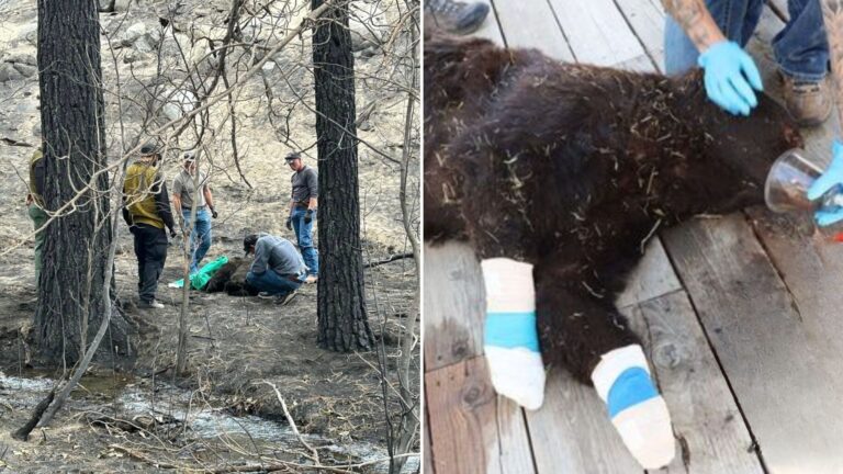 firefighters rush to save bear